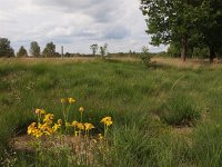 NL, Drenthe, Hoogeveen, Boereveense plassen 3, Saxifraga-Hans Dekker